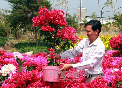 Hoa kiểng độc lạ 'soán ngôi' mai vàng